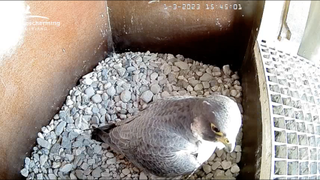 Vogelbescherming Nederland bird webcams