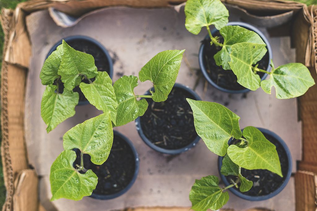 how-to-grow-runner-beans-from-seed-and-in-pots-homes-gardens