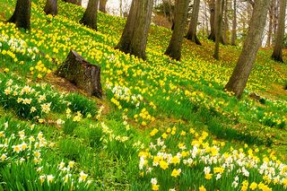 Daffodil Hill, in Cleveland's Lake View Cemetery