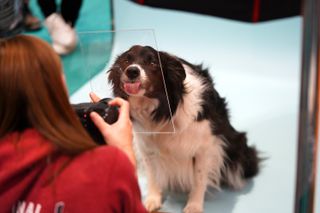 The dogs that stole our hearts at The Photography and Video Show 2022