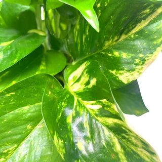 Golden Pothos, Variegated 6 Inch Pothos, Very Full, Epipremnum Aureum, Devil's Ivy