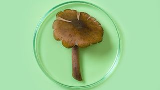 mushrooms ingredient skincare