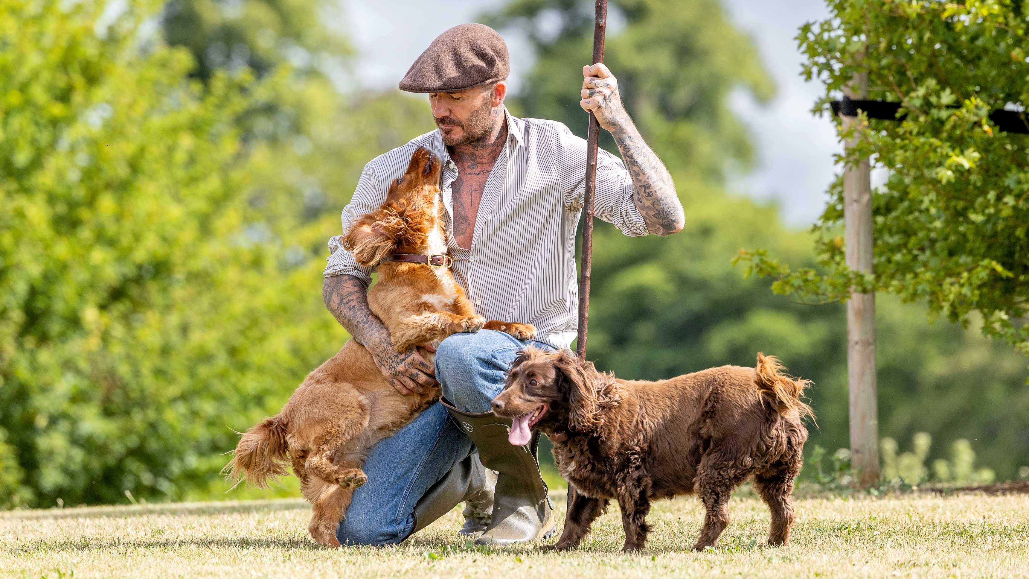 David Beckham in a hat with his dogs