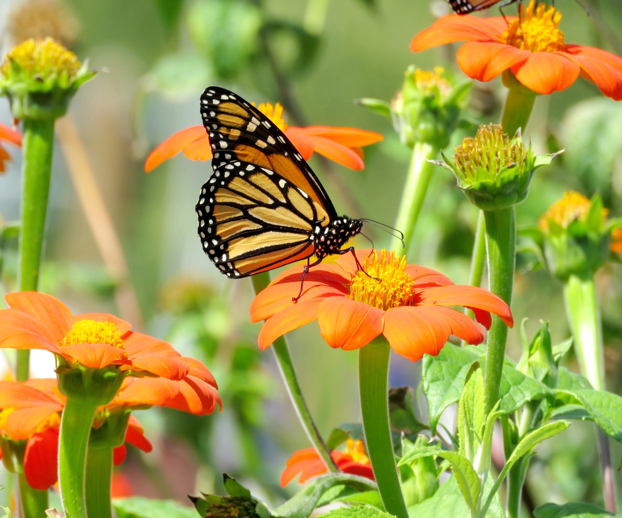 Monarch butterfly feeding on tithonia