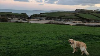 Lowen the golden retriever taking part in Christmas activities