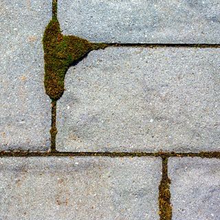 algae in between paving slabs