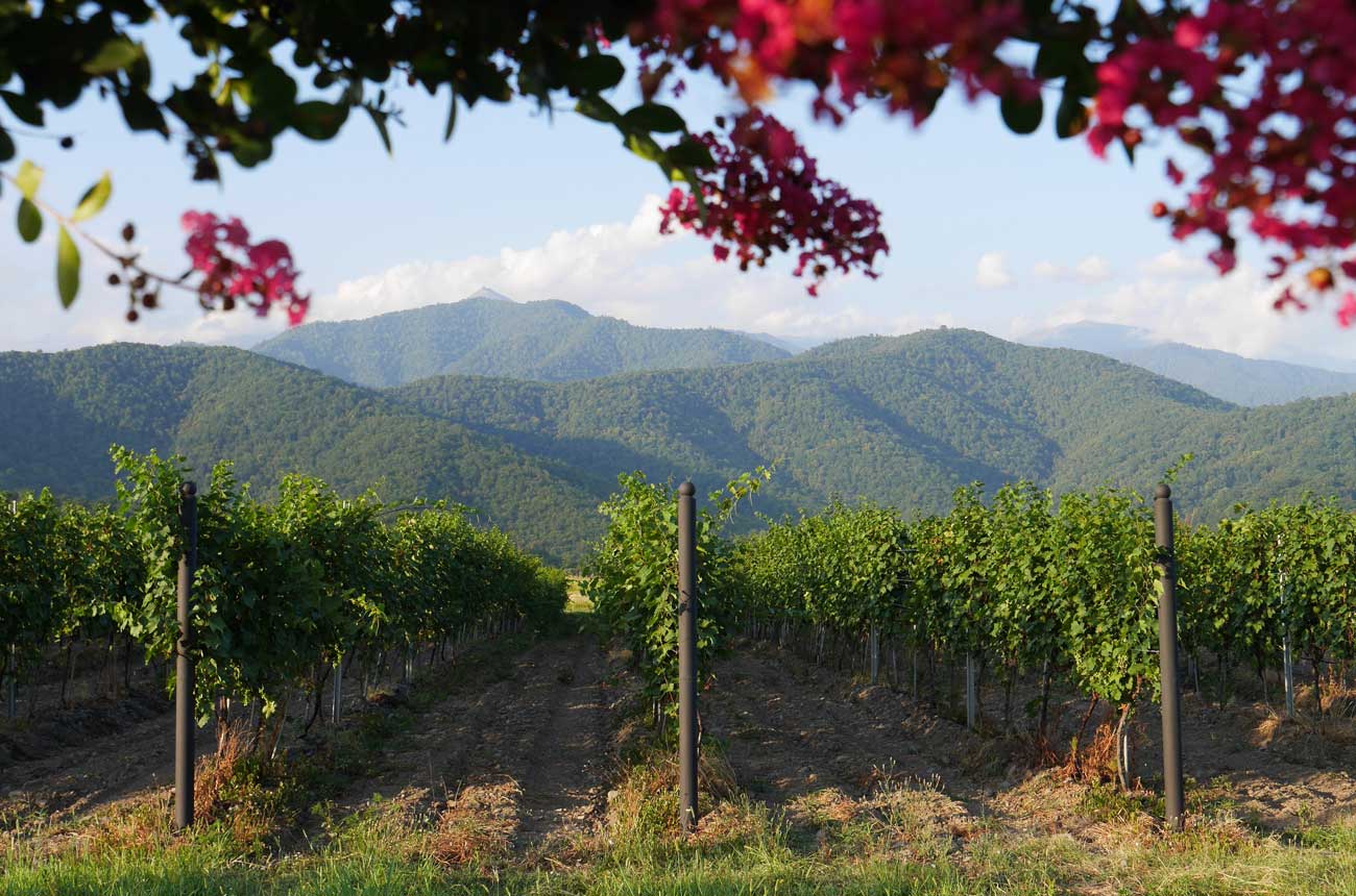 Vineyard in Kakheti, Georgia