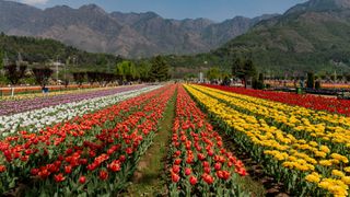 Rows of brightly colored tulips at the Indira Gandhi Memorial Tulip Garden in India