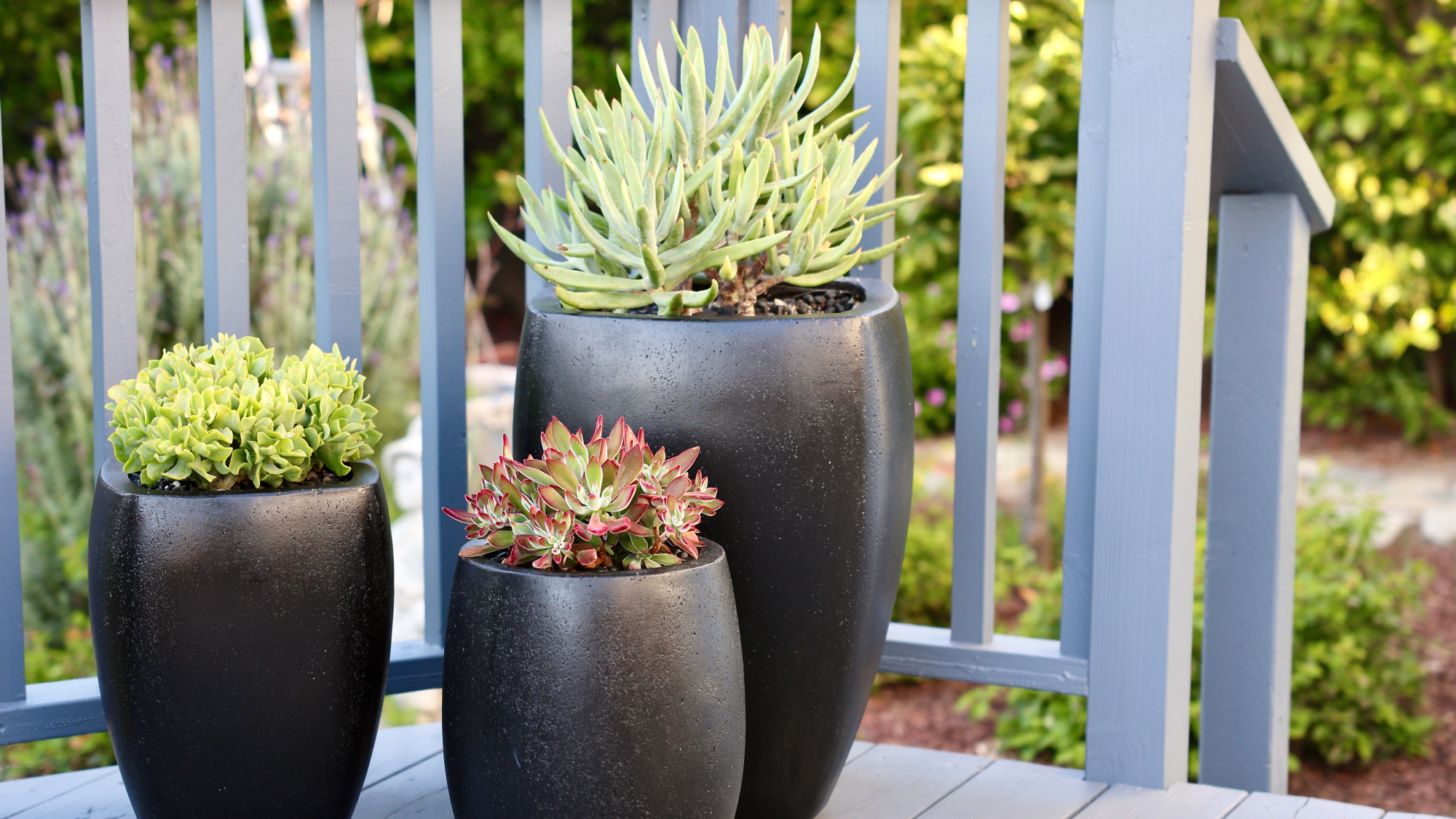 modern planters with succulents on porch