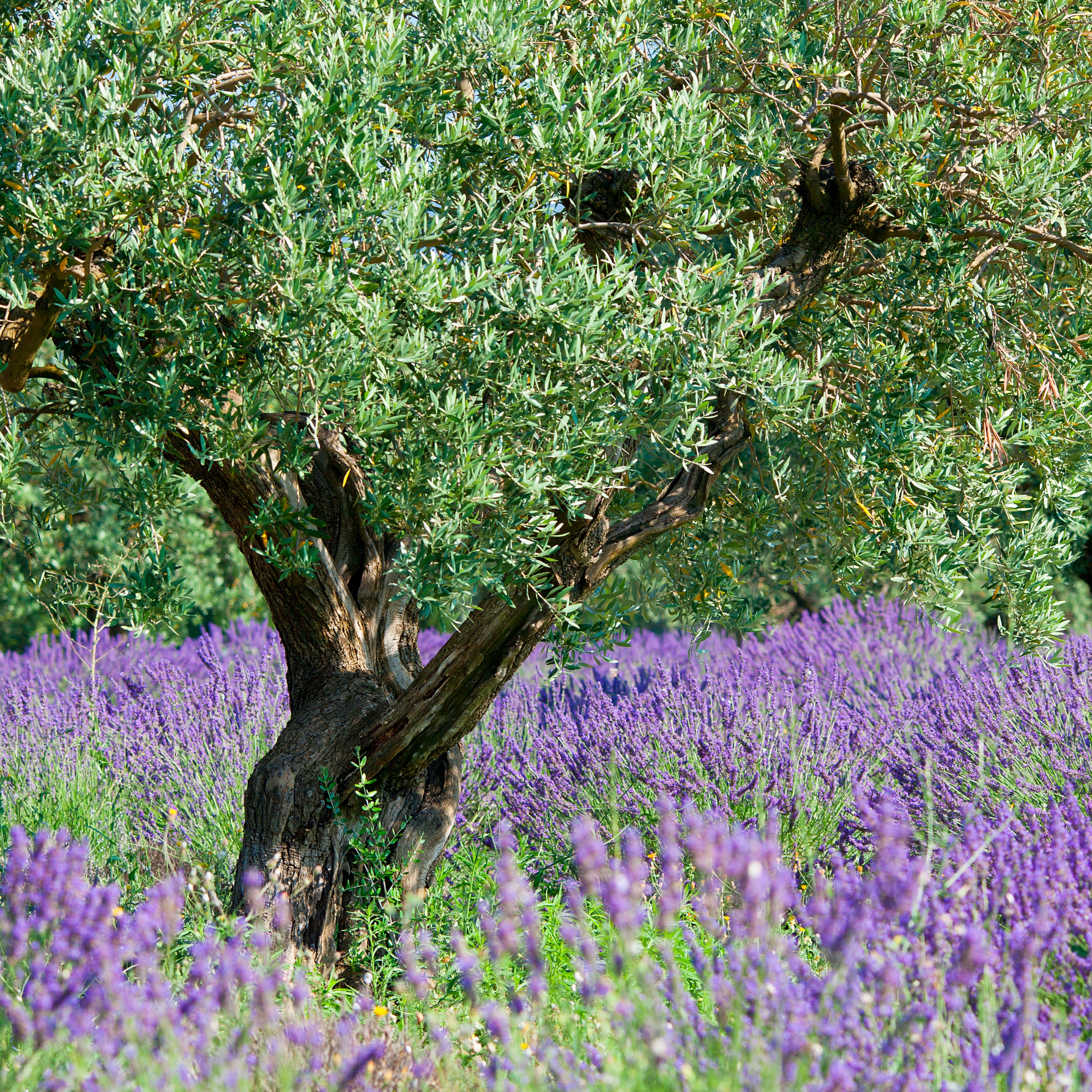 Olive tree in a lavender field.