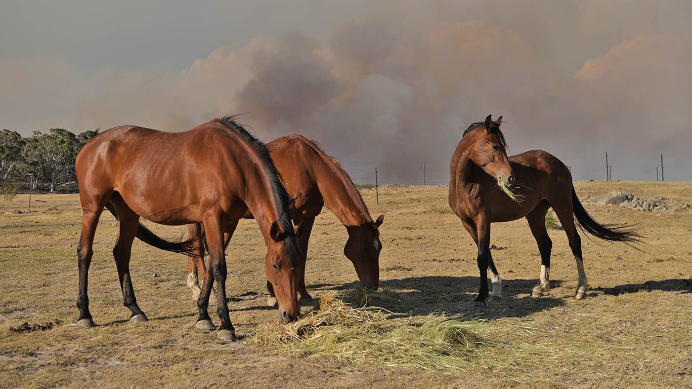 Fire Crews Work To Bring Tallaganda National Park Bushfire Under Control