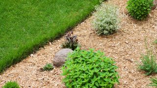 picture of perrenials with wood chips mulch around them