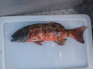 The skin cancer found on coral trout ranged in coverage from about 5 percent of the fish's body to nealy 100 percent, the researchers reported Aug. 1, 2012.