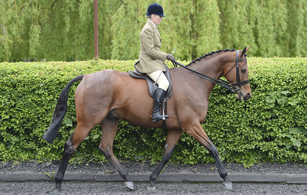 Katie Jerram with Barber Shop, ROR Ridden Hunters owned by HM The Queen, at the yard of Katie Jerram on 21 May 2013