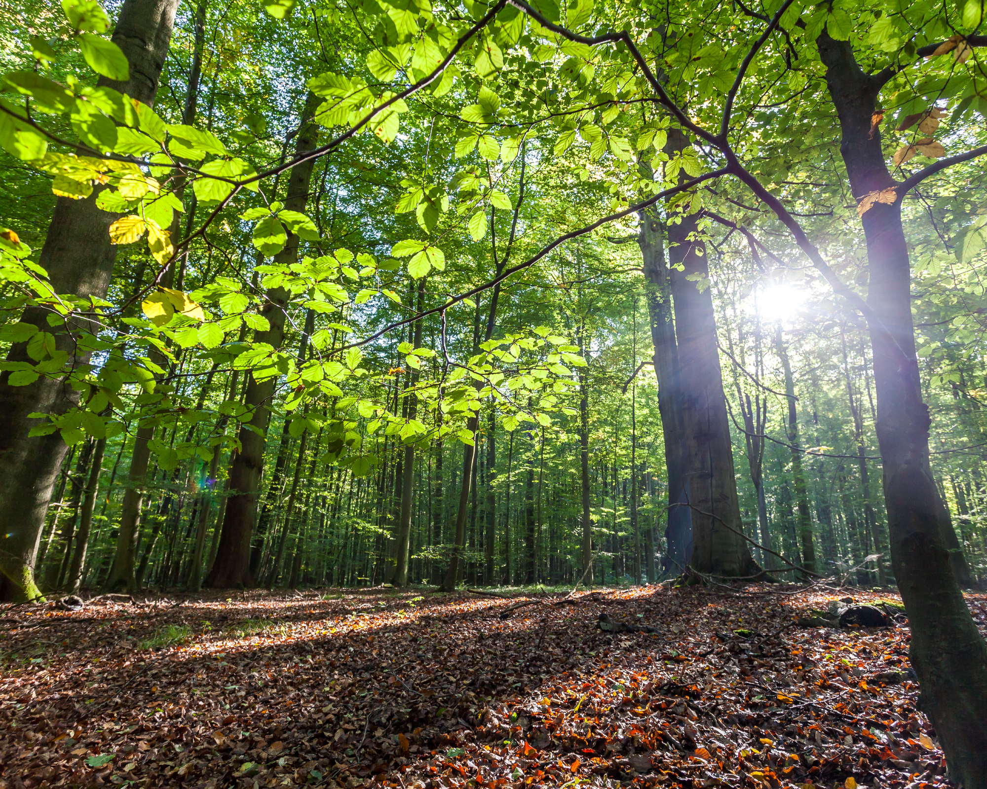 Beech tree forest