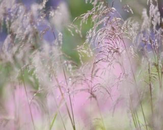 close up of Molinia caerulea in a flowerbed