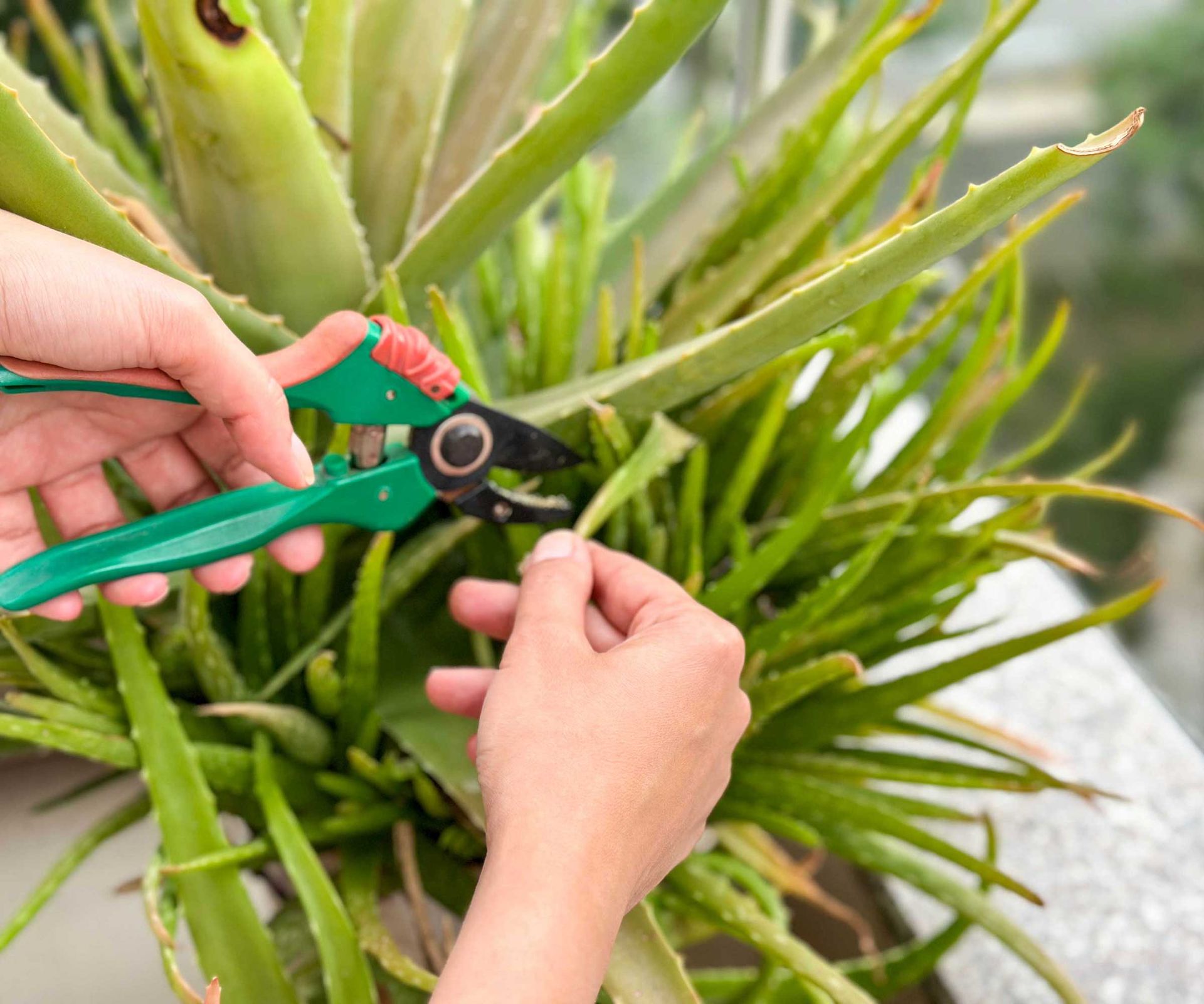 How to prune aloe vera pro tips for houseplants Homes & Gardens
