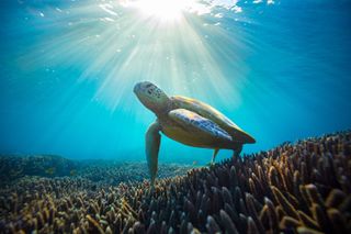 A turtle under water