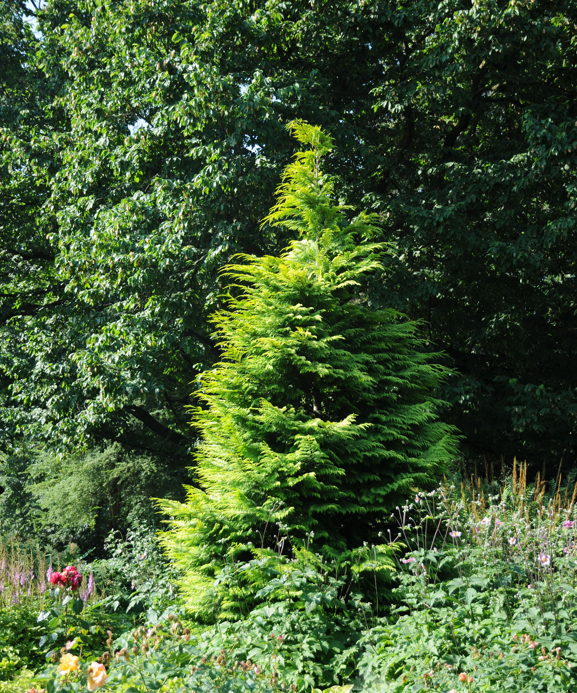 Lawson Cypress (Chamaecyparis lawsoniana) evergreen tree