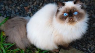 Himalayan cat