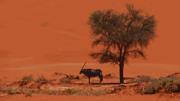 Drone video capturing Namibia's epic landscapes and wildlife 