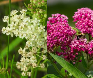 white Whorled milkweed and pink Swamp milkweed