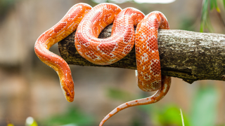 Corn snake wrapped around a branch, one of the best pet reptiles