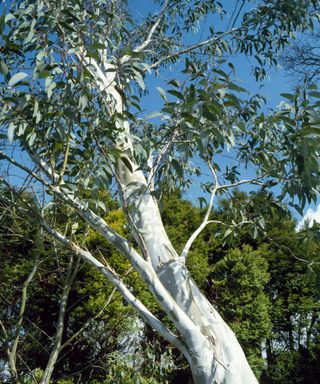 white bark of the Eucalyptus pauciflora niphophila tree