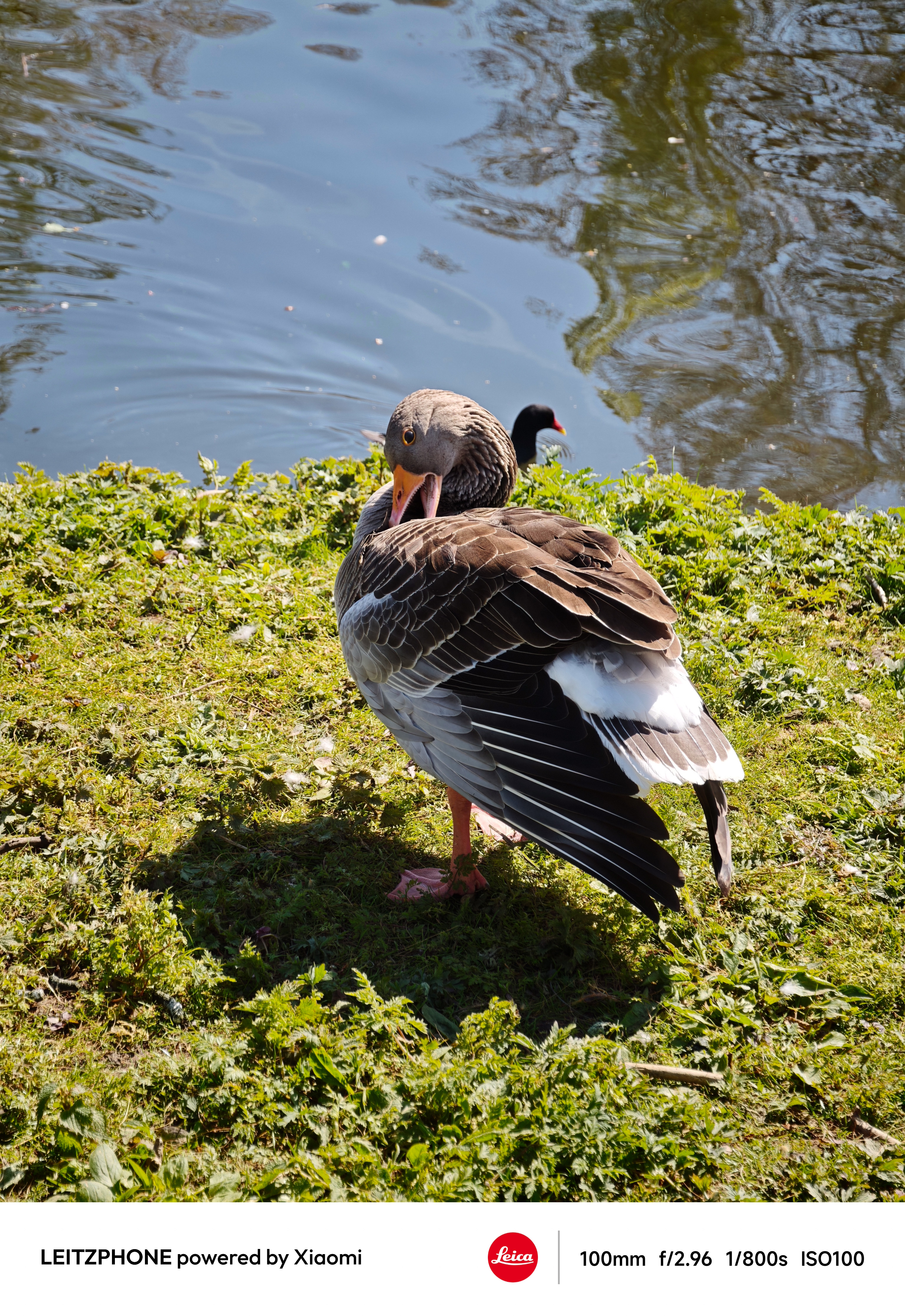 Goose preening beside a pond