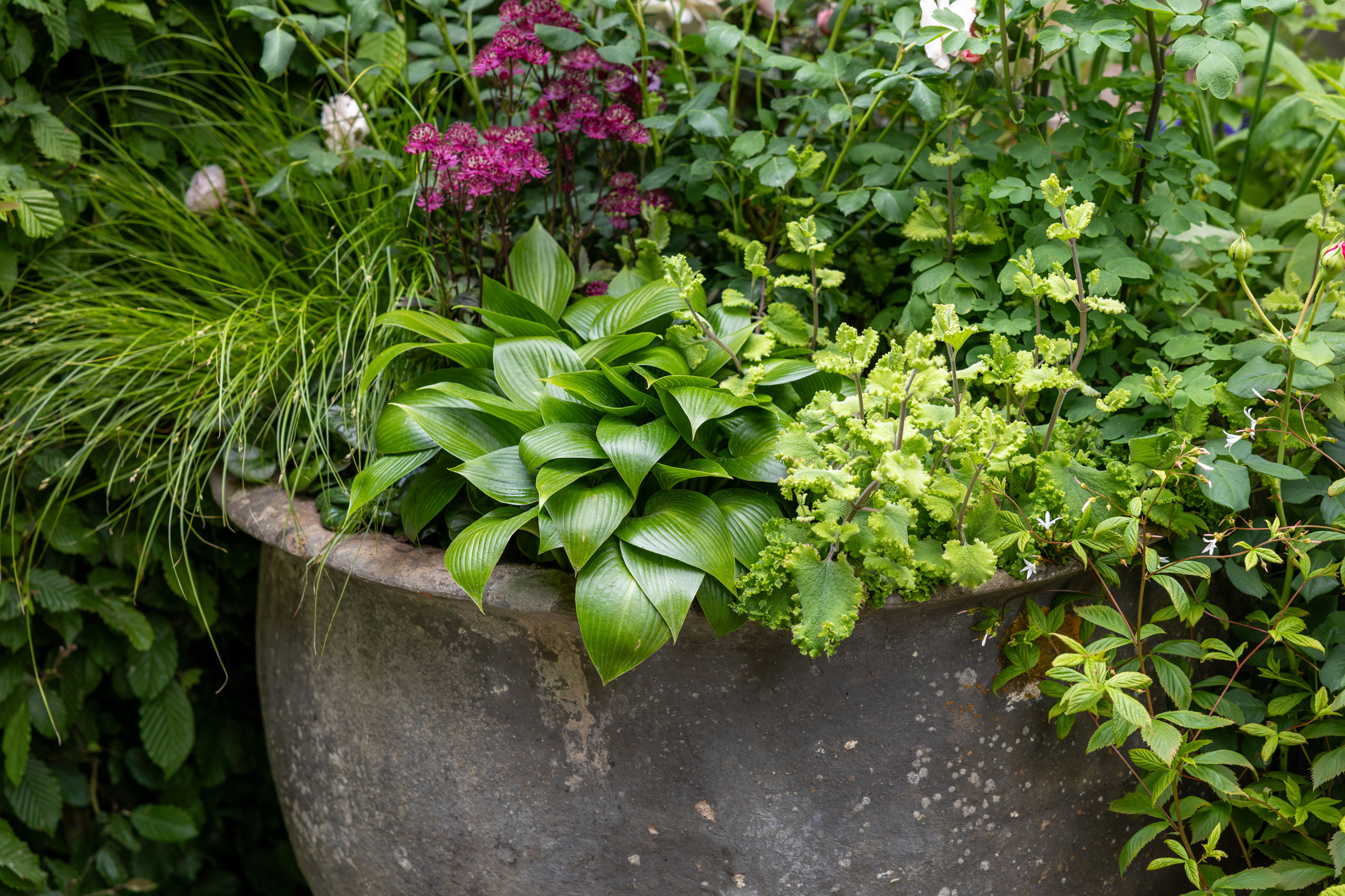 large container garden with hosta and astrantia plants, together with ornamental grasses