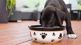 when can you feed a puppy wet food