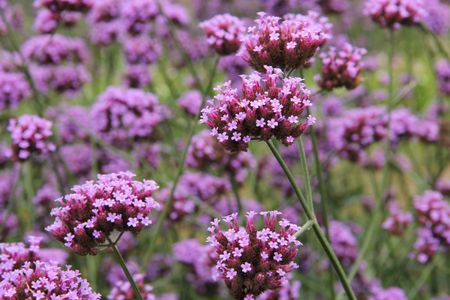 verbena plant