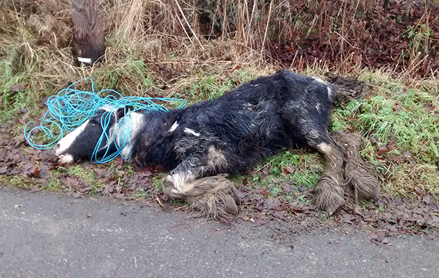 horse dumped rspca essex