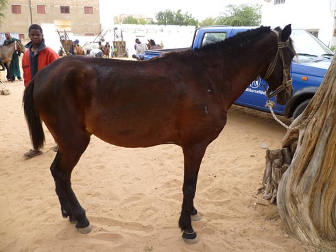 World Horse Weflare is helping horses in Senegal