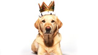 Yellow Labrador wearing crown