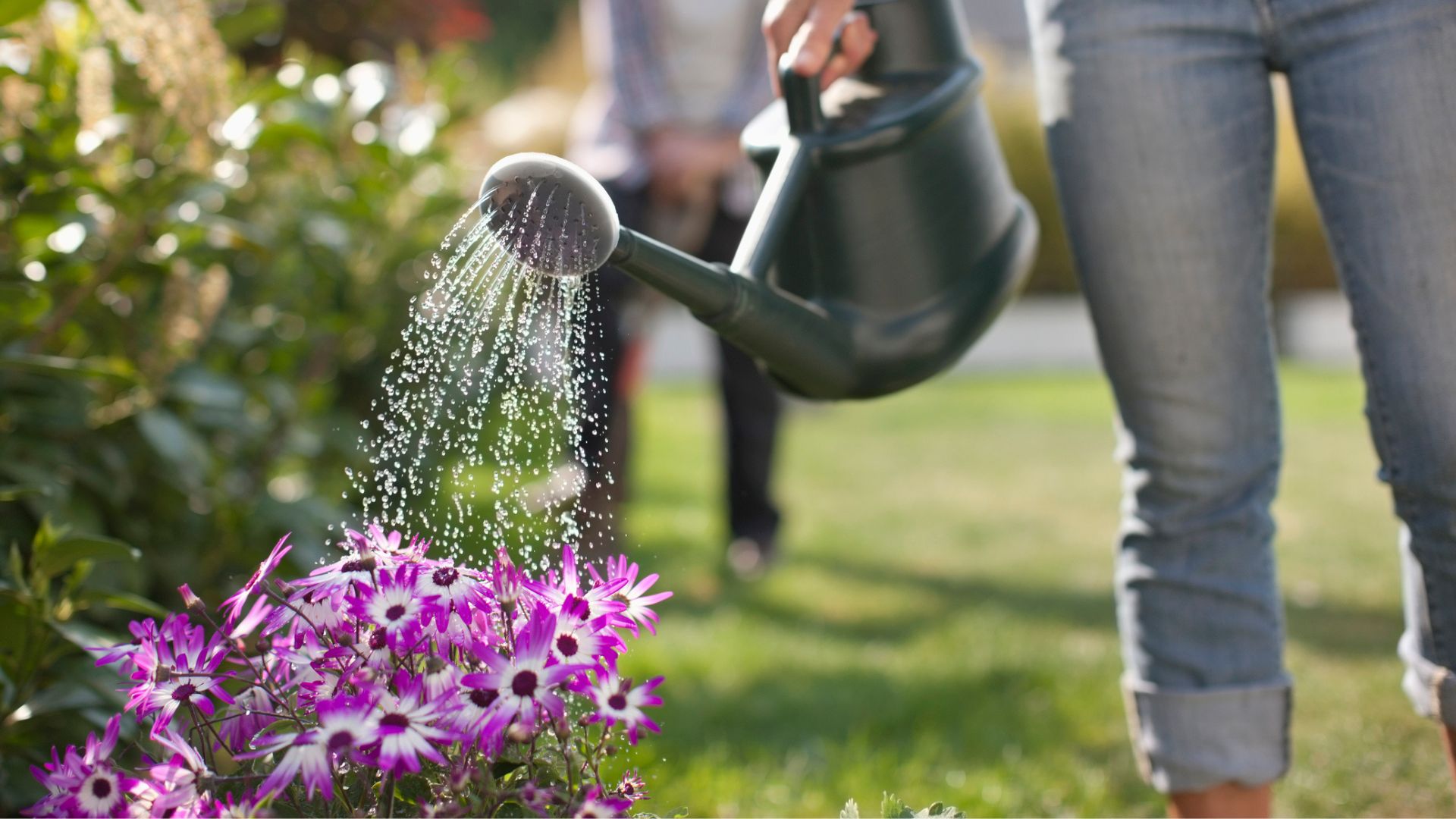A woman's legs and one hand are seen as she waters flowers in garden with a watering can