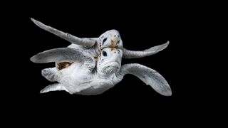 In Papua New Guinea's Conflict Islands, conservation efforts have transformed former poachers into protectors, boosting turtle hatchling numbers. Amid this success, a rare leucistic green sea turtle was found amongst the nests. Conflict Islands, Papua New Guinea. Ocean Photographer of the Year 2024 finalist