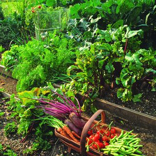 A vegetable garden with a basket of crops
