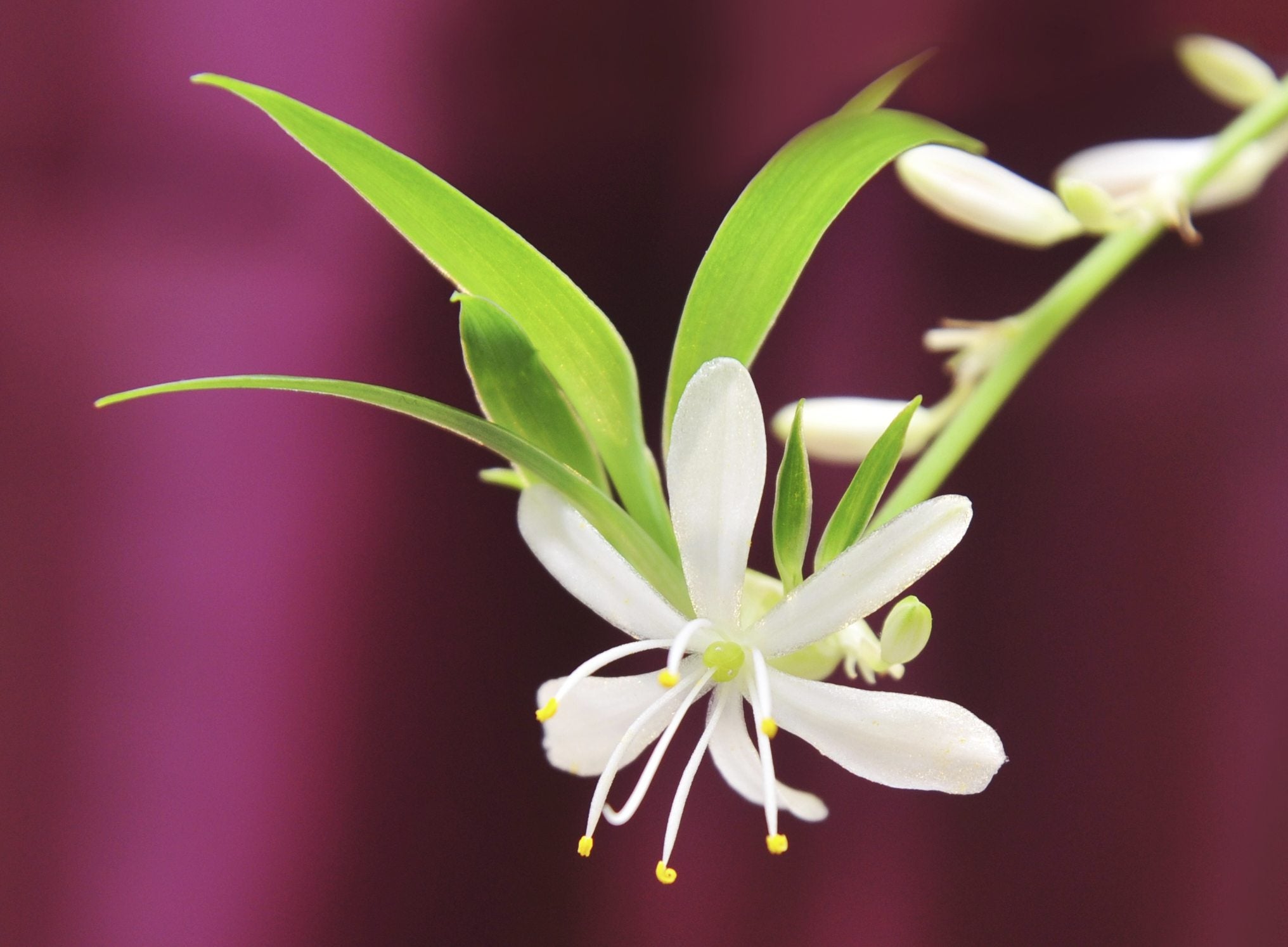Spider Plant Flowering Learn About Flowers On Spider Plants 