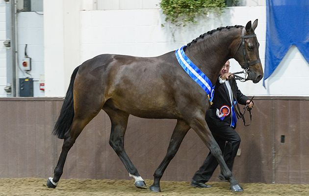 774 Steve Pitt and TAMASUTRA Z, Cuddy , BSHA National Championship Show 2018
