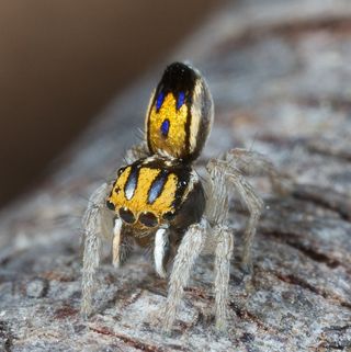 This is Purcell's peacock spider.