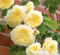 THE PILGRIM® English Climbing Rose Bred By David Austin, from £23 | David Austin