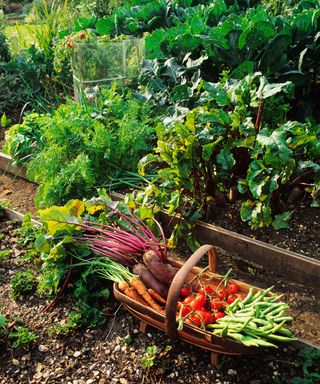 trug full of harvested vegetables in a vegetable garden