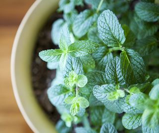 Fresh mint growing in a container indoors