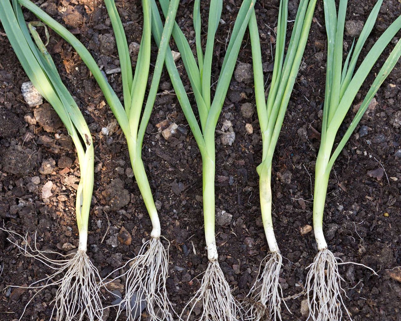 Home Advice Vegetables to plant in August: top 10 crops to sow and grow for months of easy harvests 10 Young leek transplants being placed in their final positions