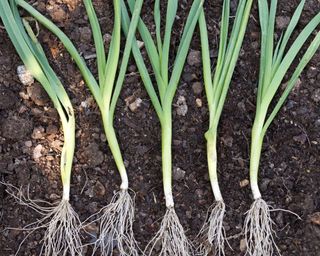 young leek transplants being placed in their final positions