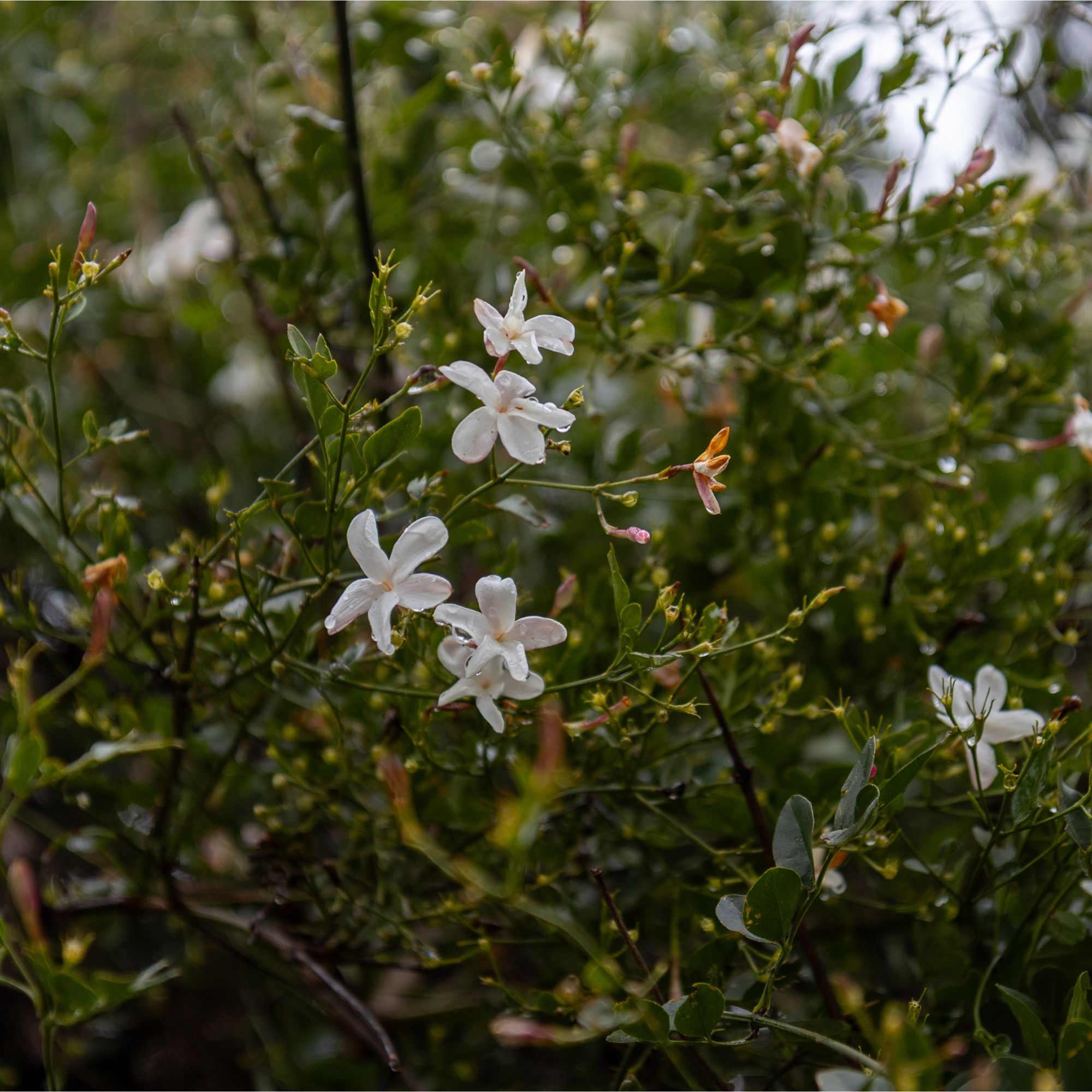 Flowering common jasmine