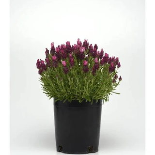 A lavender plant in a plastic pot