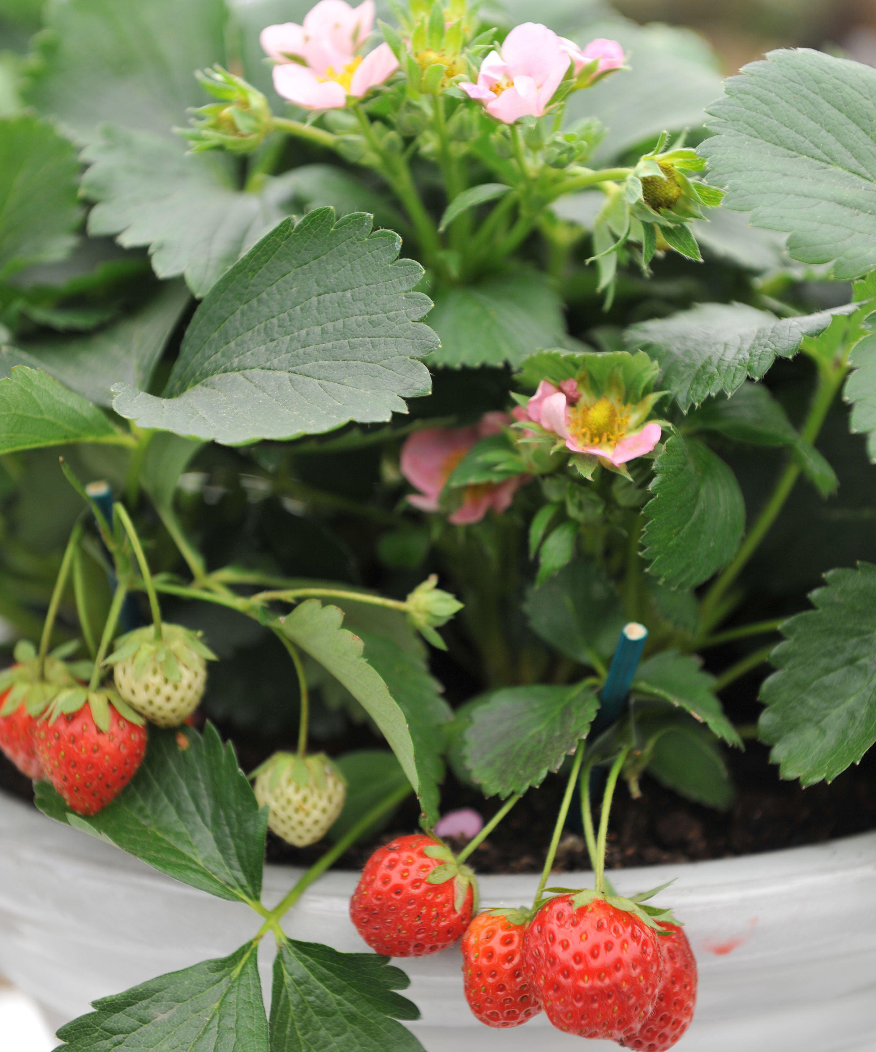 The Pink Fragaria ananassa is set to be a garden must-have | Homes ...