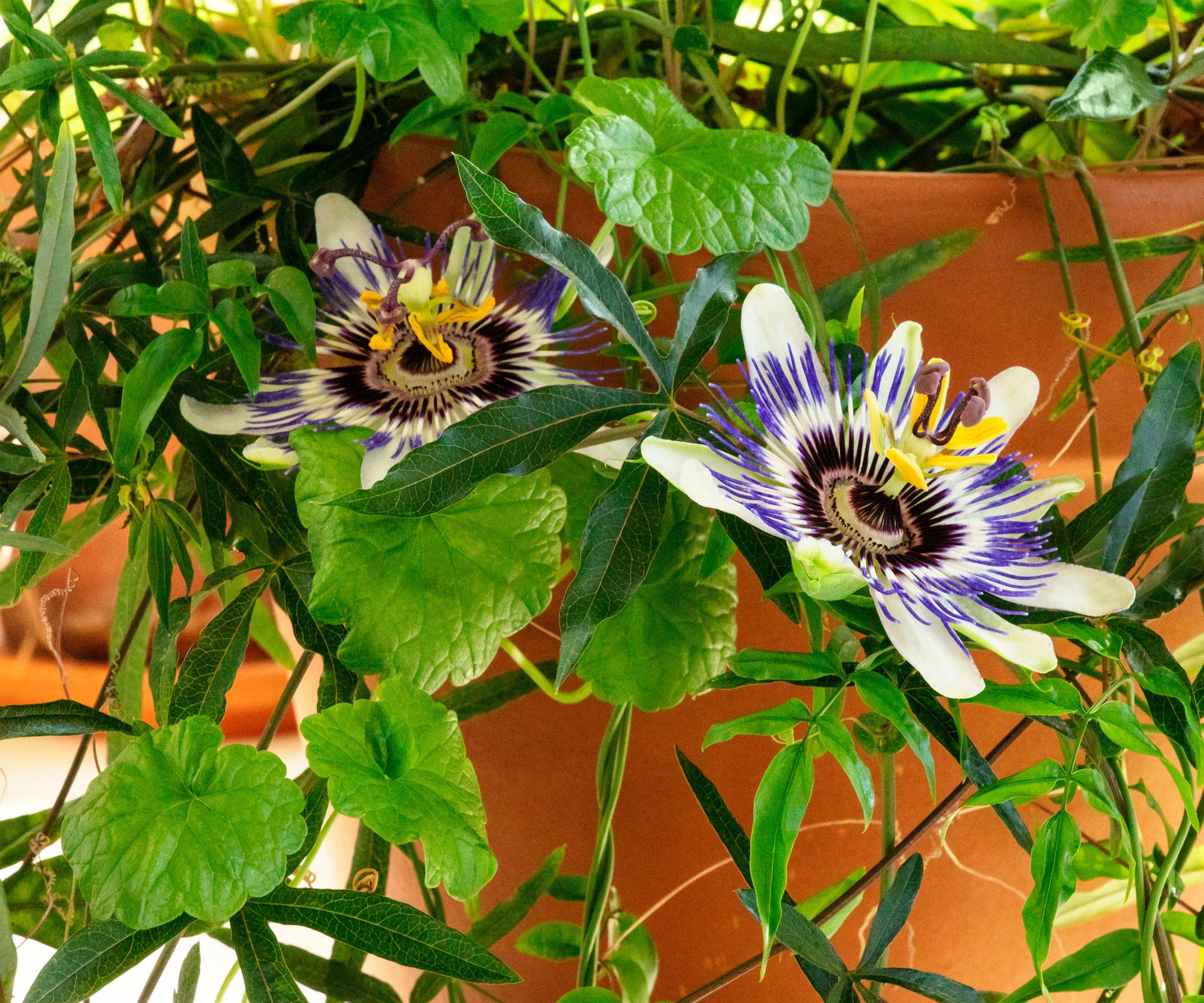 passion flower plant in pot indoors